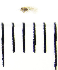 Acizzia acaciaebaileyanae