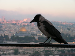 Corvus cornix pallescens
