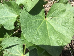 Alcea