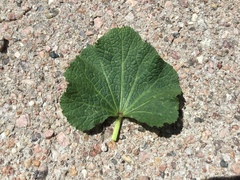Alcea