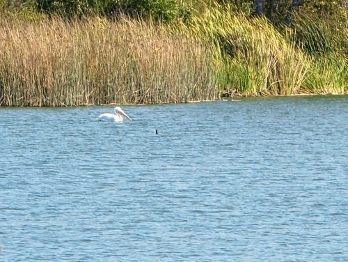 iNaturalist observation photo of American White Pelican