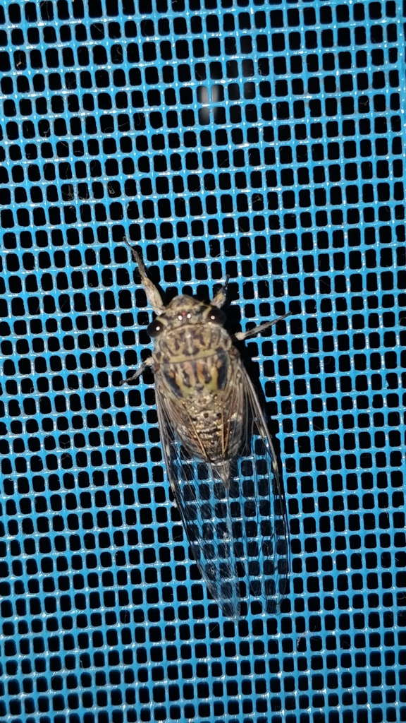 Haphsa nicomache