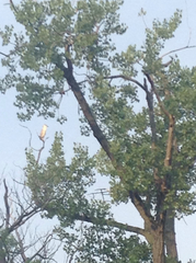 Nycticorax nycticorax