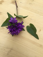Campanula glomerata
