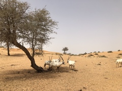 Oryx leucoryx