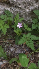 Geranium robertianum