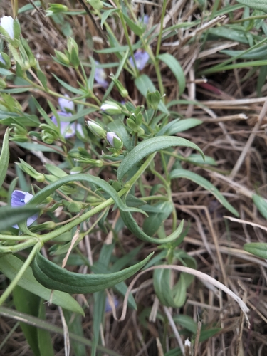 Image of Veronica gracilis by (c) plantlookymagee, some rights reserved (CC BY)