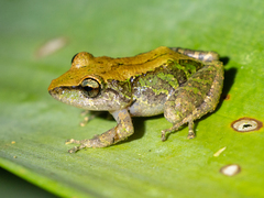 Rivero's Robber Frog photo 1
