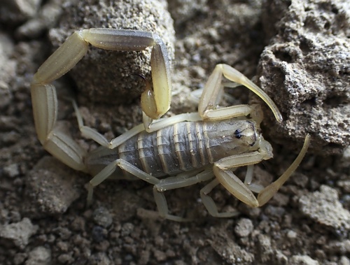 Compsobuthus matthiesseni