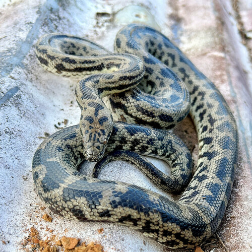 Spotted Python sighting