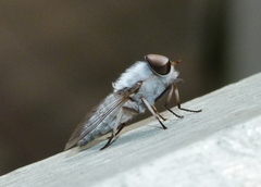 Leucotabanus annulatus