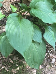 Hosta