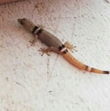 Sphaerodactylus glaucus