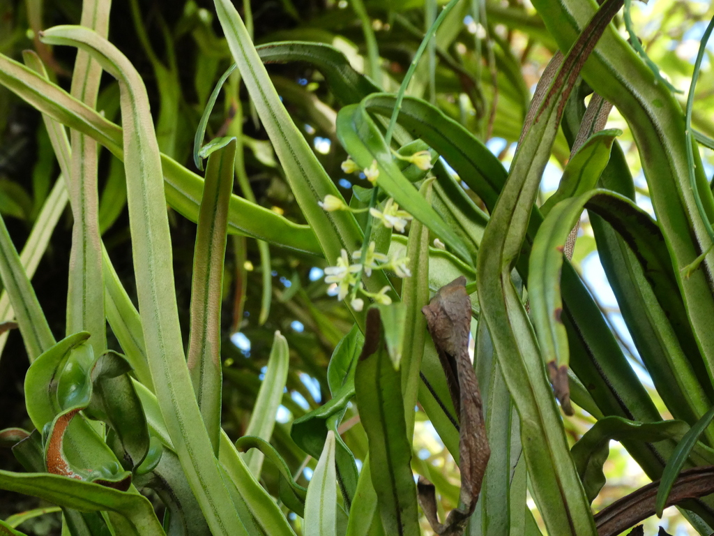 Acriopsis emarginata
