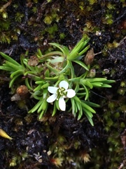 Cherleria biflora