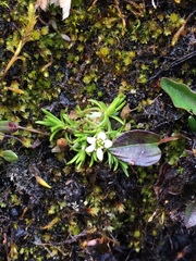 Cherleria biflora