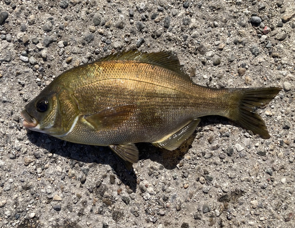 Rubberlip seaperch (Rhacochilus toxotes) — Embiotocidae
