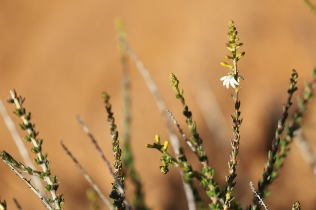 Teucrium fililobum