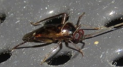 Eustictus