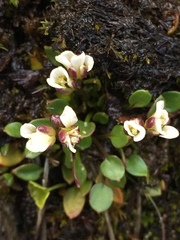 Cardamine bellidifolia