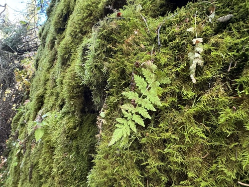 brittle bladderfern