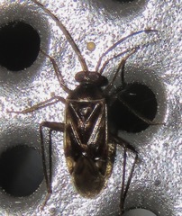 Eustictus