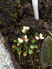 Cardamine bellidifolia