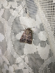 Sideridis reticulata