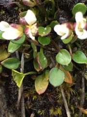 Cardamine bellidifolia