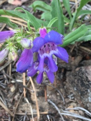 Penstemon glaber