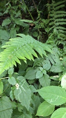 Dryopteris filix-mas