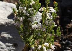 Erica glomiflora
