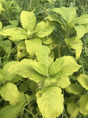 Triosteum perfoliatum