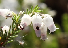 Erica glomiflora