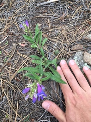 Penstemon glaber