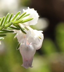 Erica glomiflora