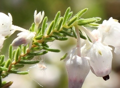 Erica glomiflora