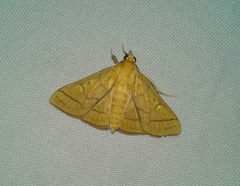 Polygrammodes hercules