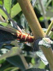 Neoclytus magnus