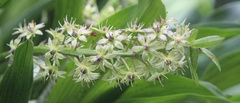 Eucomis comosa