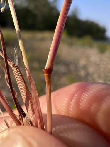 Image of Eragrostis frankii by (c) Nathan Aaron, some rights reserved (CC BY)