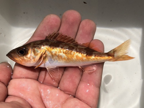 Chilipepper (Sebastes goodei) — Sebastidae