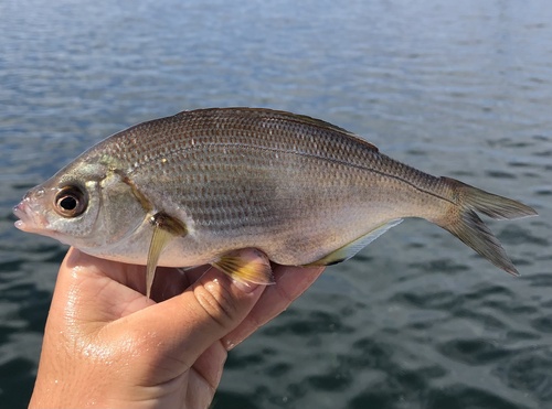 Sharpnose seaperch (Phanerodon atripes) — Embiotocidae — 2