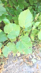 Tilia