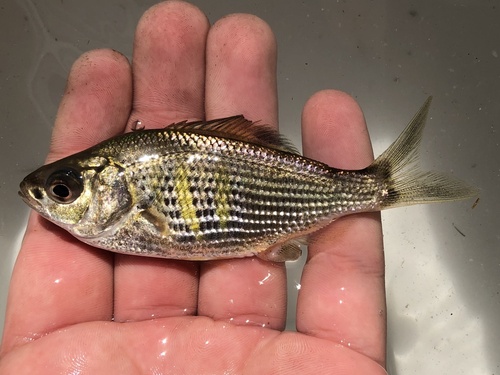 Shiner Surfperch