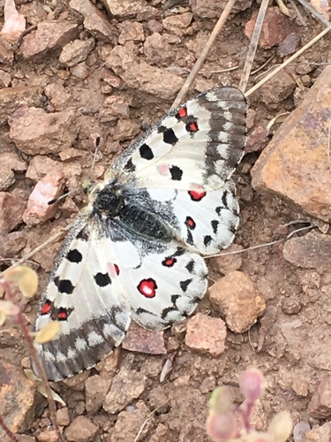 Rocky Mountain Parnassian