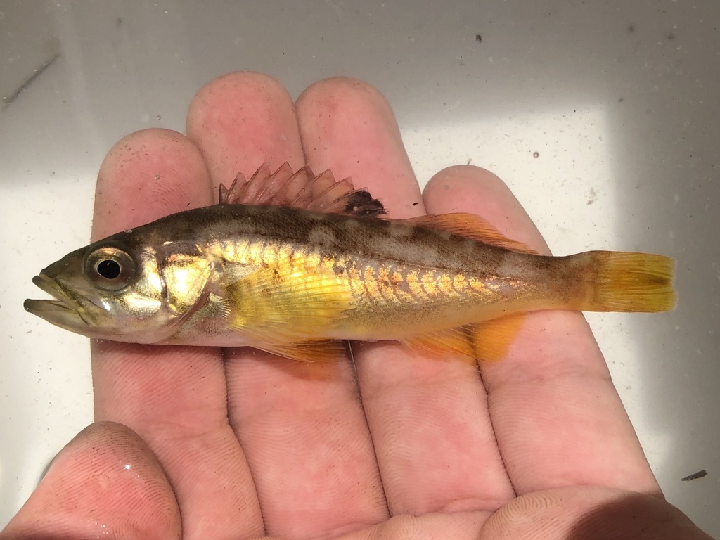 Photo of olive rockfish (Sebastes serranoides)