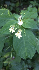 Impatiens parviflora