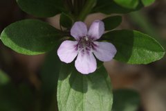 Dyschoriste microphylla