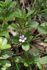Dyschoriste microphylla